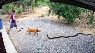 65 ANIMAIS HERÓIS QUE SALVARAM VIDAS HUMANAS