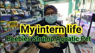 My intern day at Beebies Shrimp Aquatic Pet 我在这里实习的日子..呵呵呵