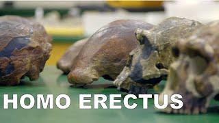 Homo erectus: The Upright Human Ancestor