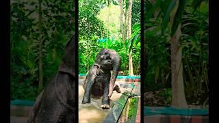 Munnala nanum varen..Thekkady Elephant shower #trending #youtubeshorts #shorts #funny #elephant