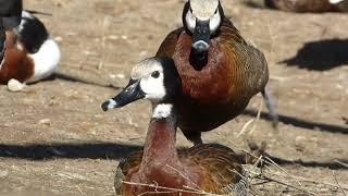 White-faced Tree Duck