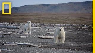 Animals Thrive on Pristine Russian Island | National Geographic