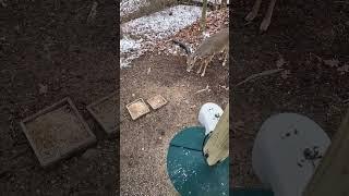 The Heartwarming Connection I Share with These 4 Deer! #shorts