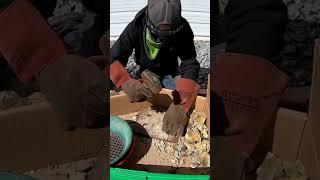 Smashing gold ore! #shorts #prospecting #gold #short #rockhounding