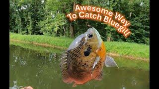 Fun Way to Catch a Lot of Bluegill