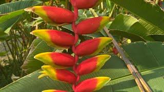 Guess the Name of this Unique Plant #shorts