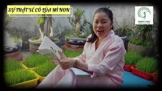 BÍ MẬT VỀ CỎ LÚA MÌ NON