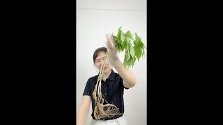 Live streaming of 중국희귀약초