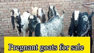 makhi chenii pregnant goats for sale ||Dhool Goat Farm