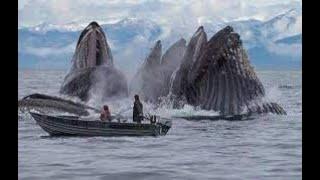 Up Close Encounters With HUGE Whales!!!  You Like Weird, See Bottom of Description.