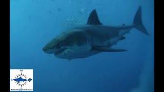 Tracking Sharks with OCEARCH and Christian Purcell