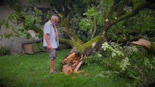 Mein Freund der Baum ist Tod...