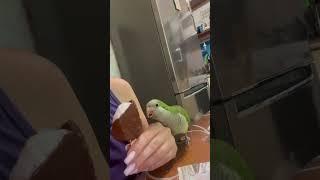 Ты не ты, когда голоден #монах #калита #birds #cute #animals #попугай #квакер