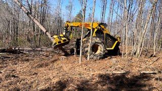 Bell Ultra C feller buncher working in some pine