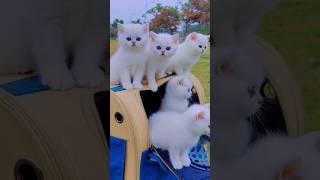 Funny Dog Fails - Funniest Cats And Dogs 2023 | Pets Island