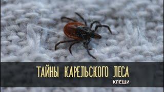 КЛЕЩИ | Тайны карельского леса