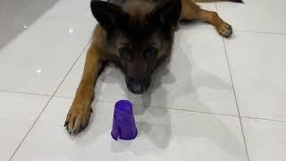 Testing German Shepherds IQ