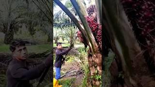 Amazing skill of harvesting oil palm using a machine