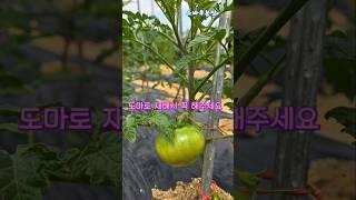 도마토 재배시 꼭 해주세요