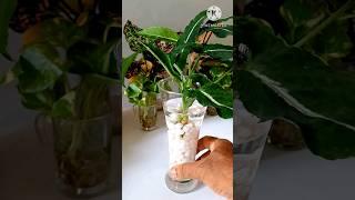 #shorts || DIY syngonium Plant #syngonium #pebbles #diy