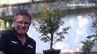 Bonsai 2020-13 - Acer - der nächste Ahorn geht auf die Reise