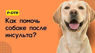 Как помочь собаке после инсульта? #pdtr #методpdtr #пдтр