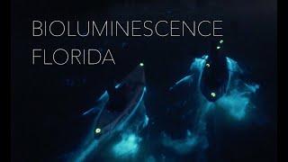 BIOLUMINESCENCE FLORIDA Like You've Never Seen Before