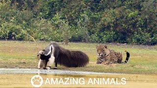 Jaguar Stalks Giant Anteater Only To Watch It Walk Off