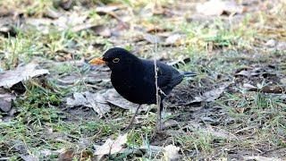 Amsel Gesang