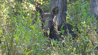 Slightly Scary Moose Encounter on the Wood Bison Trail at Elk Island National Park