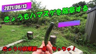 きょうもハマスゲを除草する
