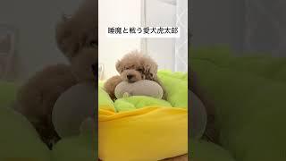 睡魔と戦う虎太郎さん  #shorts #犬 #トイプードル #かわいい #トイプードルの虎太郎三桜