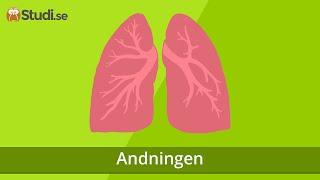 Andningen (Biologi) - www.binogi.se