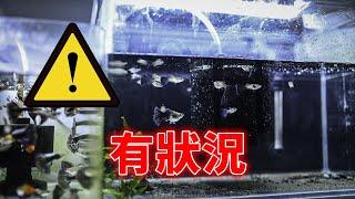 為什麼又突然死魚?‍️把壞東西移走換成無腦水妖精