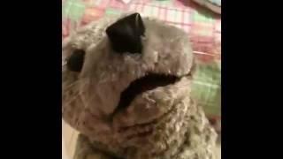 Random Singing Seal