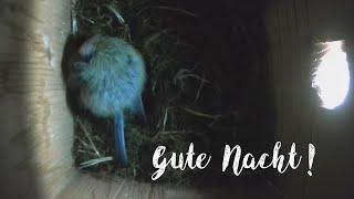 Gute Nacht, du niedliche Frau Blaumeise! Good night little cute blue tit!