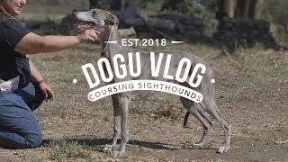 DOGU VLOG - LURE COURSING SIGHTHOUNDS