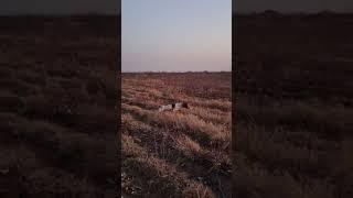 курцхаар стойка на фазана