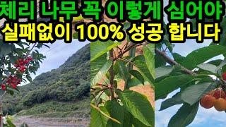 체리나무 1년차 유인 안하고 이렇게 키워야 빨리 키우고 만 2년차 부터 수확