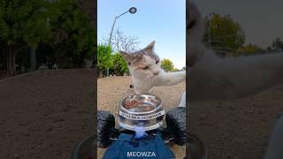 Remote-controlled feeding || Feeding Stray Cats #cat #straycat #shorts #cyprus