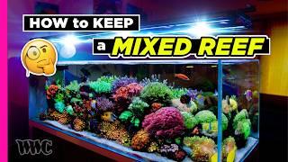 Expert Tips With MidnightReef | Unlock Mixed Reef Success