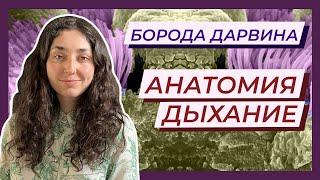 Анатомия — Дыхание