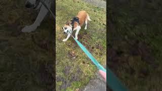 Aussie Mix Walks me on the Leash