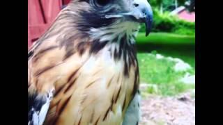 Red Tail Hawk Scream