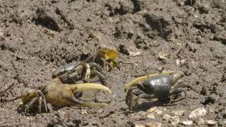 Fiddler Crabs | Backyard Safari