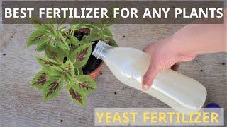 best fertilizer for plants | yeast fertilizer