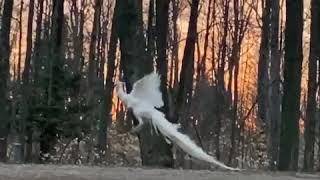 White peacock takes flight