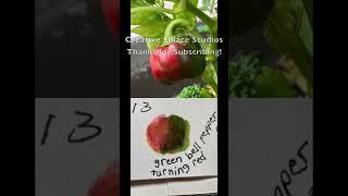 🫑Green Pepper Turning Red!️vegetable garden nature journaling⭐️watercolor swatch shortsshort