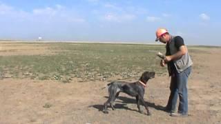 Positive Gun Dog Training - Delivery to Hand