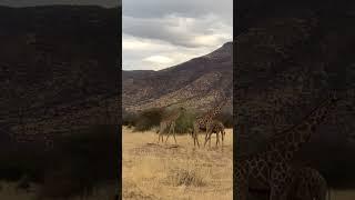 We discovered this cute giraffe family on a safari in Namibias Erongo mountains 